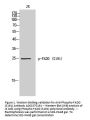 Anti-Phospho-FADD (S191) Antibody
