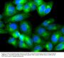 Anti-Autophagy protein 5 ATG5 Antibody