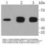 Anti-Autophagy protein 5 ATG5 Antibody
