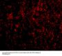 Anti-Autophagy protein 5 ATG5 Antibody