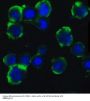Anti-Autophagy protein 5 ATG5 Antibody