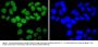 Anti-ARID1A Antibody