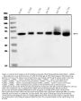 Anti-CD147/Bsg Antibody Picoband®