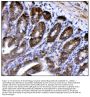 Anti-CD147/Bsg Antibody Picoband®