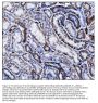 Anti-CD147/Bsg Antibody Picoband®