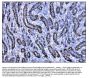 Anti-CD147/Bsg Antibody Picoband®
