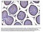 Anti-CD147/Bsg Antibody Picoband®