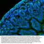 Anti-CD147/Bsg Antibody Picoband®