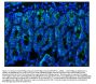 Anti-CD147/Bsg Antibody Picoband®