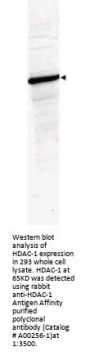 Anti-HDAC-1 (C-terminus) Antibody