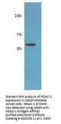 Anti-HDAC-1 (C-terminus) Antibody