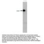 Anti-HDAC-1 (near C-terminus) Antibody