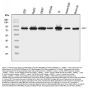 Anti-NAK/TBK1 Antibody Picoband®