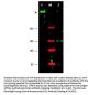 Anti-ATR Antibody