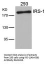 Anti-IRS-1 (Ab-636) Antibody