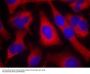 Anti-IRS-1 (Ab-636) Antibody