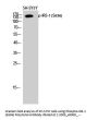 Anti-Phospho-IRS-1 (S636) Antibody