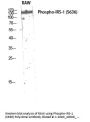 Anti-Phospho-IRS-1 (S636) Antibody