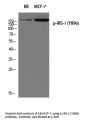 Anti-Phospho-IRS-1 (Y896) Antibody