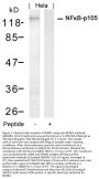 Anti-NFkB-p105 (Ab-927) NFKB1 Antibody