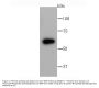 Anti-G6PD Antibody