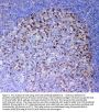 Anti-ICOS Antibody