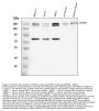Anti-ErbB 4/ERBB4 Antibody Picoband®
