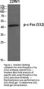 Anti-Phospho-c-Fos (S32) Antibody