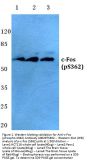 Anti-c-Fos (phospho-S362) Antibody