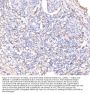 Anti-KCNQ1 Antibody Picoband®