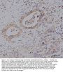 Anti-KCNQ1 Antibody Picoband®