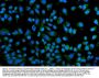 Anti-KCNQ1 Antibody Picoband®