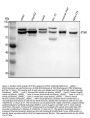 Anti-STIM1 Antibody Picoband®