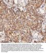 Anti-STIM1 Antibody Picoband®