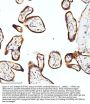 Anti-STIM1 Antibody Picoband®