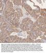 Anti-STIM1 Antibody Picoband®