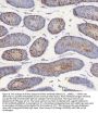 Anti-STIM1 Antibody Picoband®