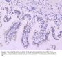 Anti-Lipoprotein lipase LPL Antibody