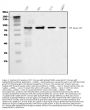 Anti-PI 3 Kinase p85 alpha/PIK3R1 Antibody Picoband®