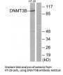 Anti-DNMT3B Antibody