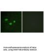 Anti-DNMT3B Antibody