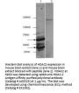 Anti-HDAC-2 (C-terminus) Antibody