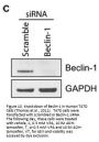 Anti-Beclin-1 BECN1 Antibody