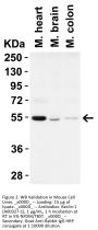 Anti-Beclin-1 BECN1 Antibody