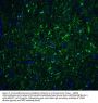 Anti-Beclin-1 BECN1 Antibody