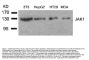Anti-JAK1 (Ab-1022) Antibody