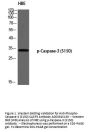 Anti-Phospho-Caspase-3 (S150) CASP3 Antibody