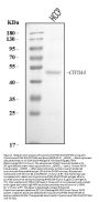 Anti-Cytochrome P450 3A4/CYP3A4 Antibody Picoband®