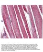Anti-Mn SOD Sod2 Antibody
