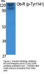 Anti-Phospho-Ob-R (Y1141) LEPR Antibody